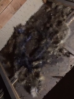 ハクビシンの死骸